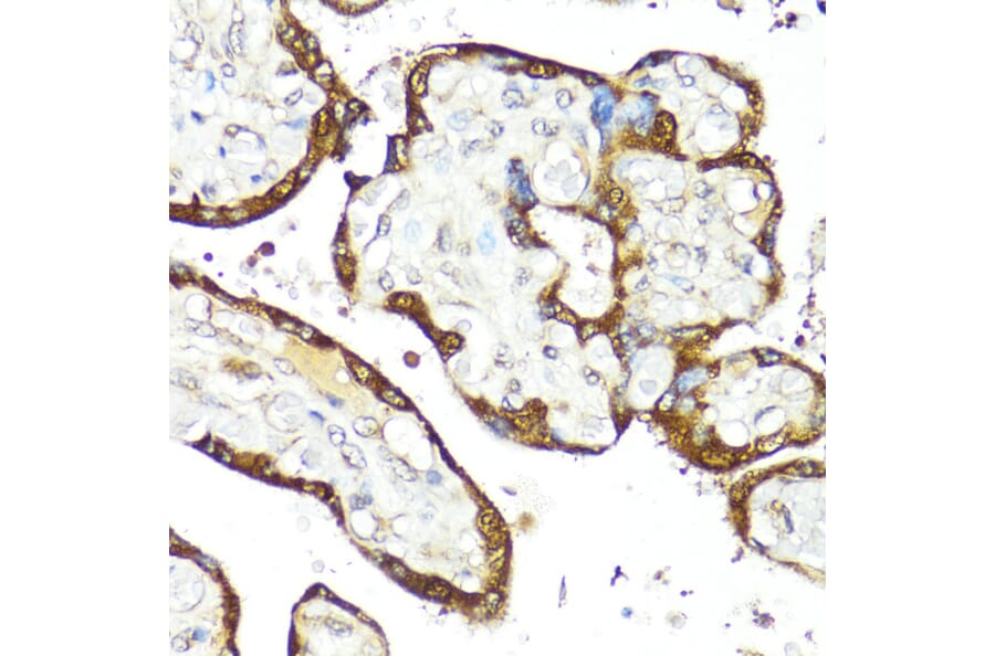 Immunohistochemistry - Anti-IFNAR2 Antibody (A11480) - Antibodies.com