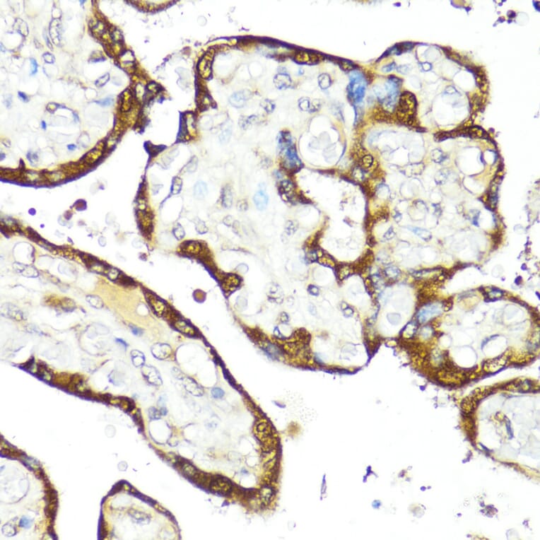 Immunohistochemistry - Anti-IFNAR2 Antibody (A11480) - Antibodies.com
