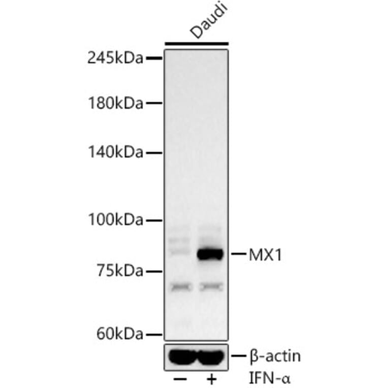 Western Blot - Anti-MX1 Antibody (A11481) - Antibodies.com