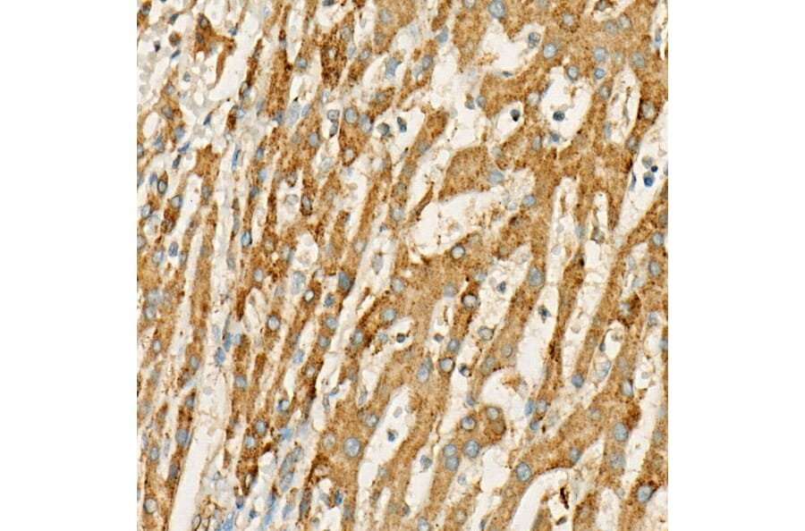 Immunohistochemistry - Anti-MX1 Antibody (A11481) - Antibodies.com