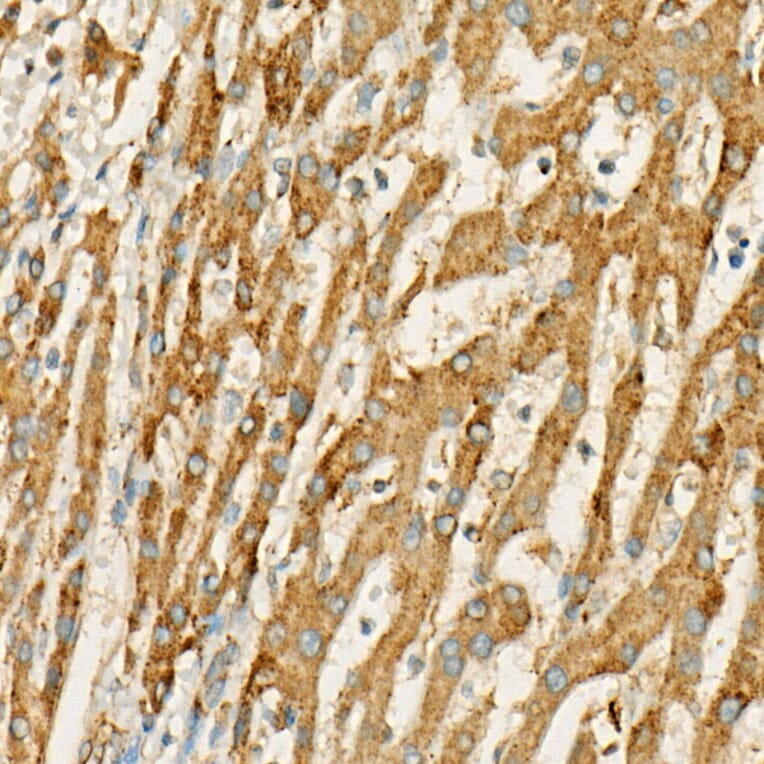 Immunohistochemistry - Anti-MX1 Antibody (A11481) - Antibodies.com