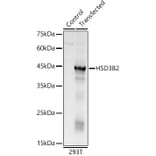 Western Blot - Anti-HSD3B2 Antibody (A11485) - Antibodies.com
