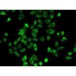 Immunofluorescence - Anti-HSD3B2 Antibody (A11485) - Antibodies.com