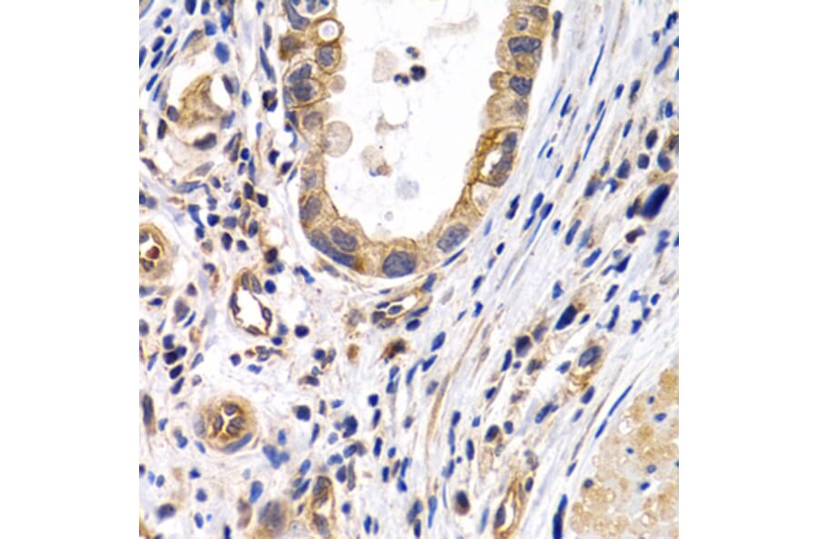 Immunohistochemistry - Anti-Prostacyclin receptor Antibody (A11486) - Antibodies.com