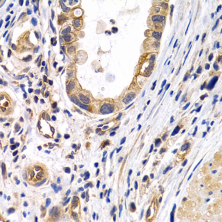 Immunohistochemistry - Anti-Prostacyclin receptor Antibody (A11486) - Antibodies.com