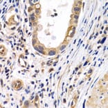 Immunohistochemistry - Anti-Prostacyclin receptor Antibody (A11486) - Antibodies.com