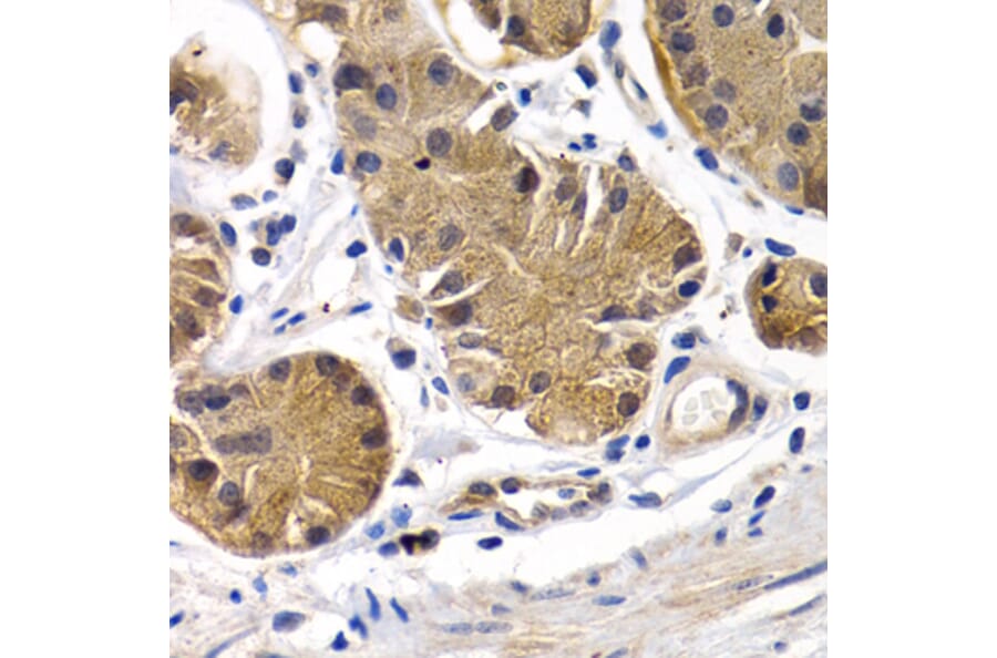 Immunohistochemistry - Anti-Prostacyclin receptor Antibody (A11486) - Antibodies.com