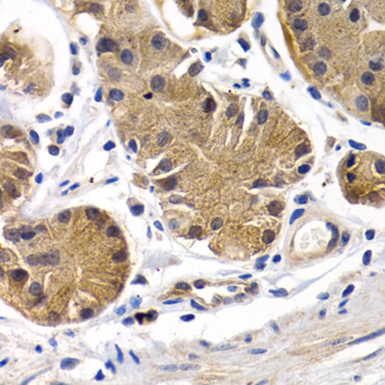 Immunohistochemistry - Anti-Prostacyclin receptor Antibody (A11486) - Antibodies.com