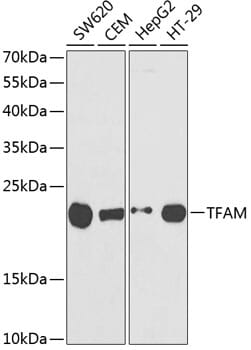 Western blot analysis of extracts of various cell lines, using Anti-TFAM Antibody (A1926) at 1:1,000 dilution.
Secondary antibody: Goat Anti-Rabbit IgG (H+L) (HRP) (AS014) at 1:10,000 dilution.
Lysates / proteins: 25µg per lane.
Blocking buffer: 3% non-fat dry milk in TBST.