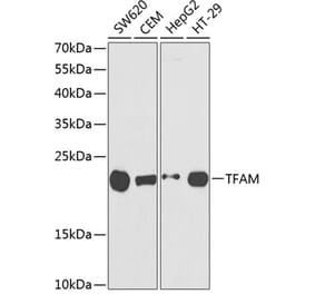 Western Blot - Anti-mtTFA Antibody (A11492) - Antibodies.com