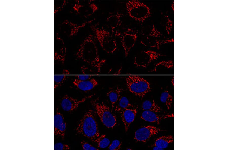 Immunofluorescence - Anti-mtTFA Antibody (A11492) - Antibodies.com