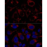 Immunofluorescence - Anti-mtTFA Antibody (A11492) - Antibodies.com