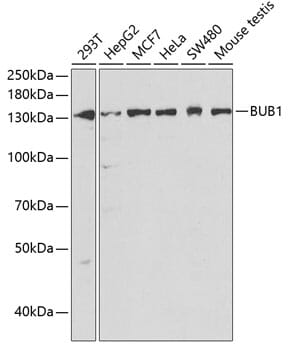 Western blot analysis of extracts of various cell lines, using Anti-BUB1 Antibody (A1929) at 1:1,000 dilution.
Secondary antibody: Goat Anti-Rabbit IgG (H+L) (HRP) (AS014) at 1:10,000 dilution.
Lysates / proteins: 25µg per lane.
Blocking buffer: 3% non-fat dry milk in TBST.