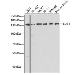 Western Blot - Anti-Bub1 Antibody (A11493) - Antibodies.com