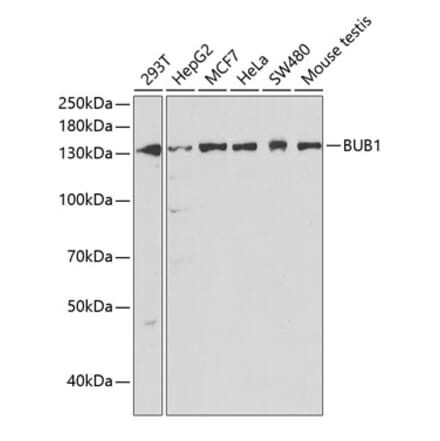 Western Blot - Anti-Bub1 Antibody (A11493) - Antibodies.com