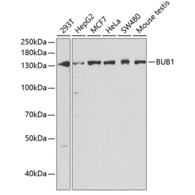 Western Blot - Anti-Bub1 Antibody (A11493) - Antibodies.com