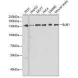 Western Blot - Anti-Bub1 Antibody (A11493) - Antibodies.com