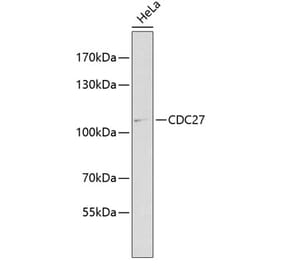 Western Blot - Anti-Cdc27 Antibody (A11494) - Antibodies.com