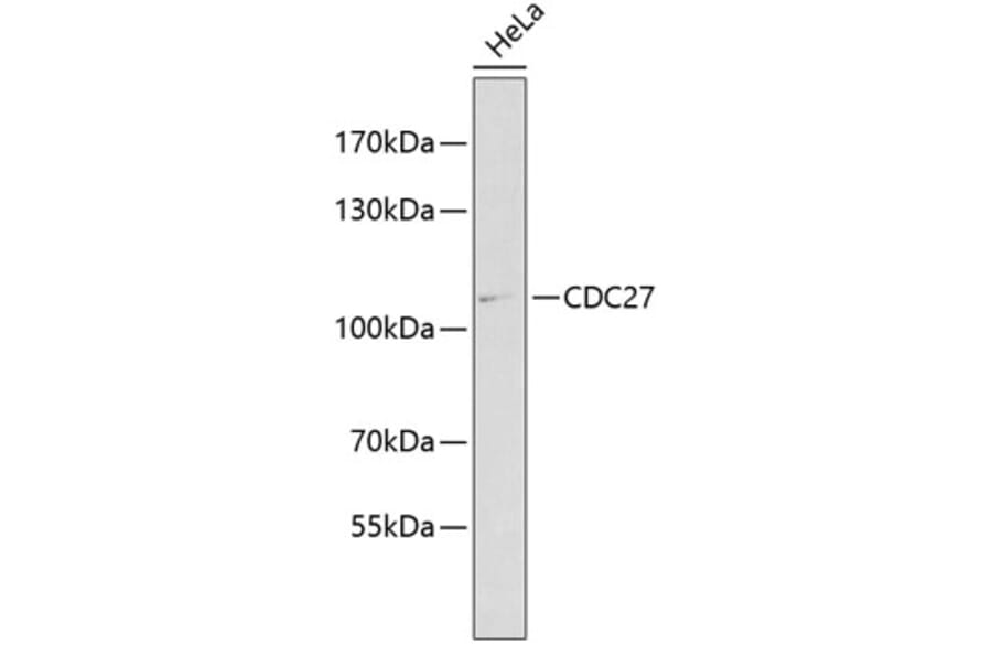 Western Blot - Anti-Cdc27 Antibody (A11494) - Antibodies.com