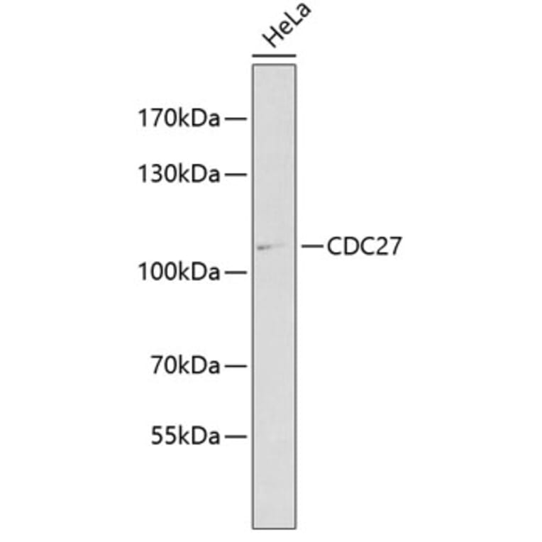 Western Blot - Anti-Cdc27 Antibody (A11494) - Antibodies.com