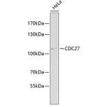 Western Blot - Anti-Cdc27 Antibody (A11494) - Antibodies.com