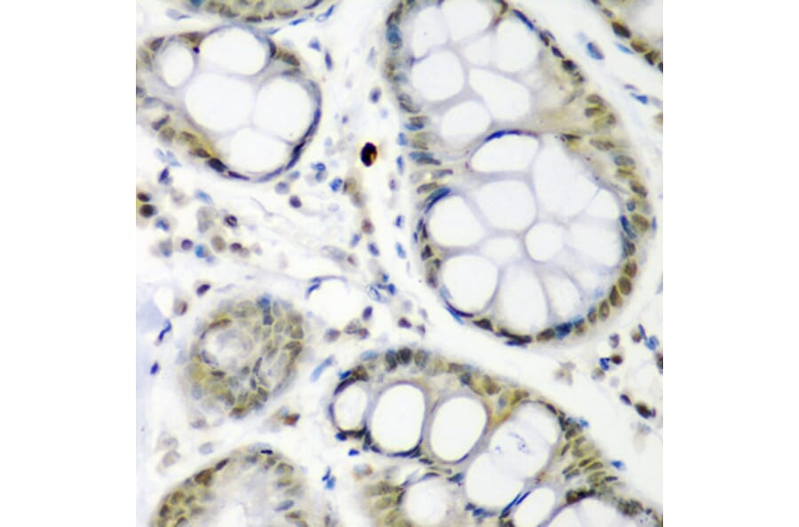 Immunohistochemistry - Anti-Cdc27 Antibody (A11494) - Antibodies.com