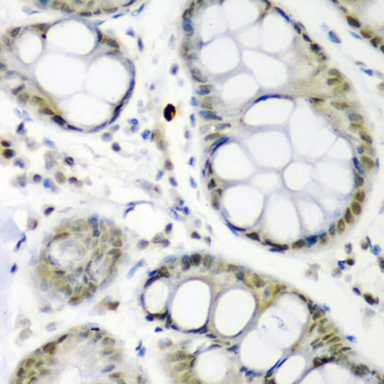 Immunohistochemistry - Anti-Cdc27 Antibody (A11494) - Antibodies.com