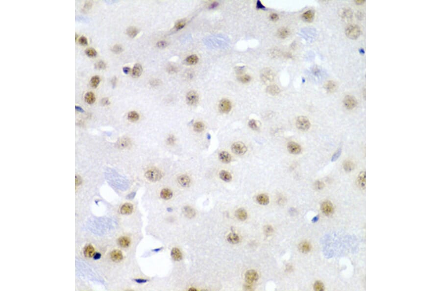 Immunohistochemistry - Anti-Cdc27 Antibody (A11494) - Antibodies.com