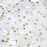 Immunohistochemistry - Anti-Cdc27 Antibody (A11494) - Antibodies.com