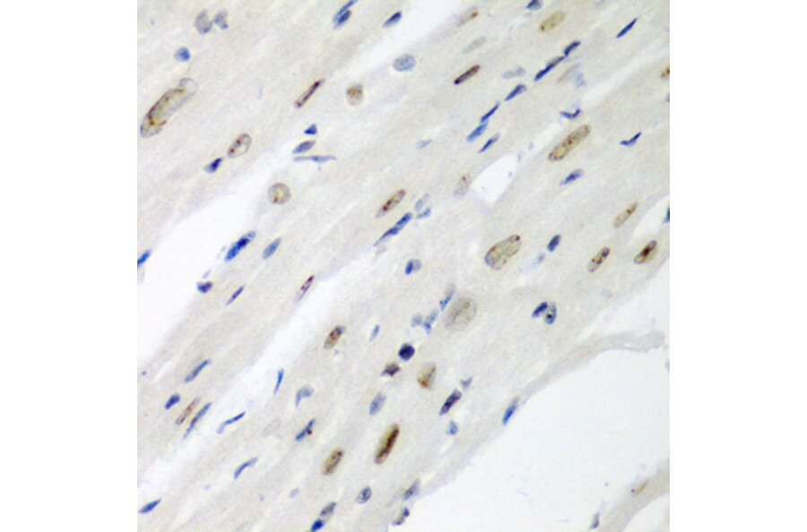 Immunohistochemistry - Anti-Cdc27 Antibody (A11494) - Antibodies.com