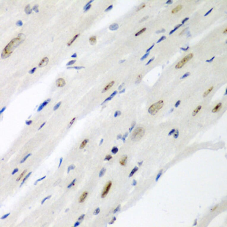 Immunohistochemistry - Anti-Cdc27 Antibody (A11494) - Antibodies.com