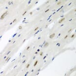 Immunohistochemistry - Anti-Cdc27 Antibody (A11494) - Antibodies.com
