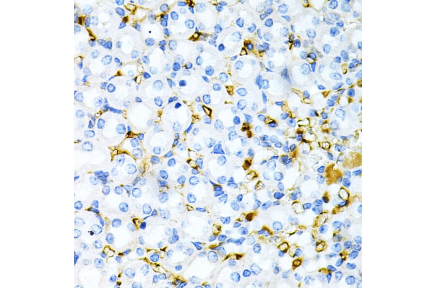 Immunohistochemistry - Anti-TPN Antibody (A11498) - Antibodies.com