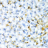 Immunohistochemistry - Anti-TPN Antibody (A11498) - Antibodies.com