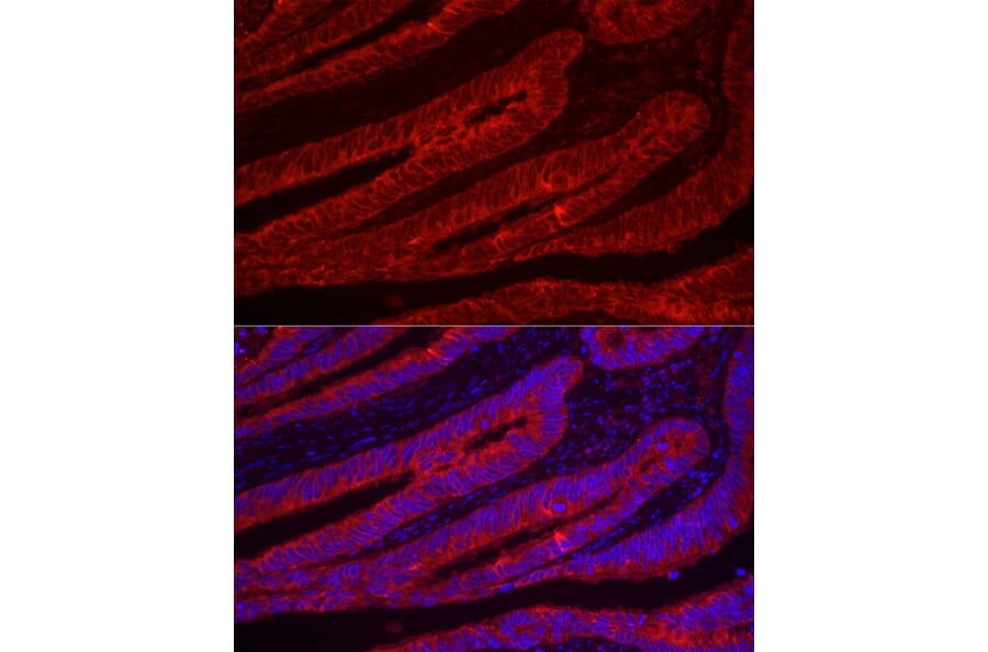 Immunofluorescence - Anti-Trefoil Factor 3 Antibody (A11499) - Antibodies.com