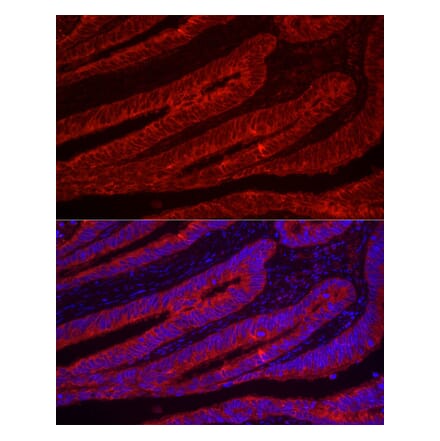 Immunofluorescence - Anti-Trefoil Factor 3 Antibody (A11499) - Antibodies.com