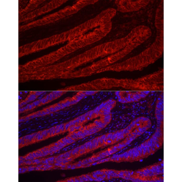 Immunofluorescence - Anti-Trefoil Factor 3 Antibody (A11499) - Antibodies.com