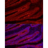 Immunofluorescence - Anti-Trefoil Factor 3 Antibody (A11499) - Antibodies.com