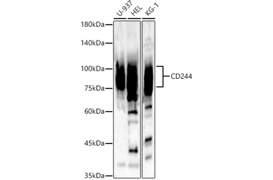 Western Blot - Anti-2B4 Antibody (A11500) - Antibodies.com