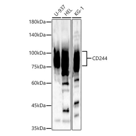 Western Blot - Anti-2B4 Antibody (A11500) - Antibodies.com