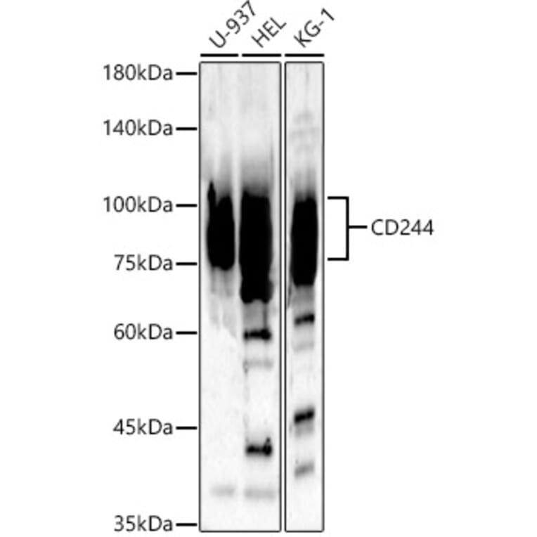 Western Blot - Anti-2B4 Antibody (A11500) - Antibodies.com