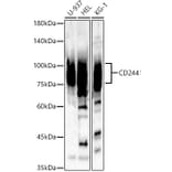 Western Blot - Anti-2B4 Antibody (A11500) - Antibodies.com