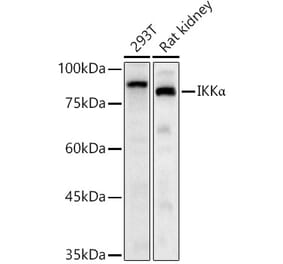 Western Blot - Anti-IKK alpha Antibody (A11508) - Antibodies.com