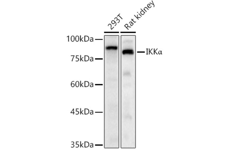 Western Blot - Anti-IKK alpha Antibody (A11508) - Antibodies.com