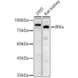 Western Blot - Anti-IKK alpha Antibody (A11508) - Antibodies.com