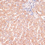 Immunohistochemistry - Anti-IKK alpha Antibody (A11508) - Antibodies.com