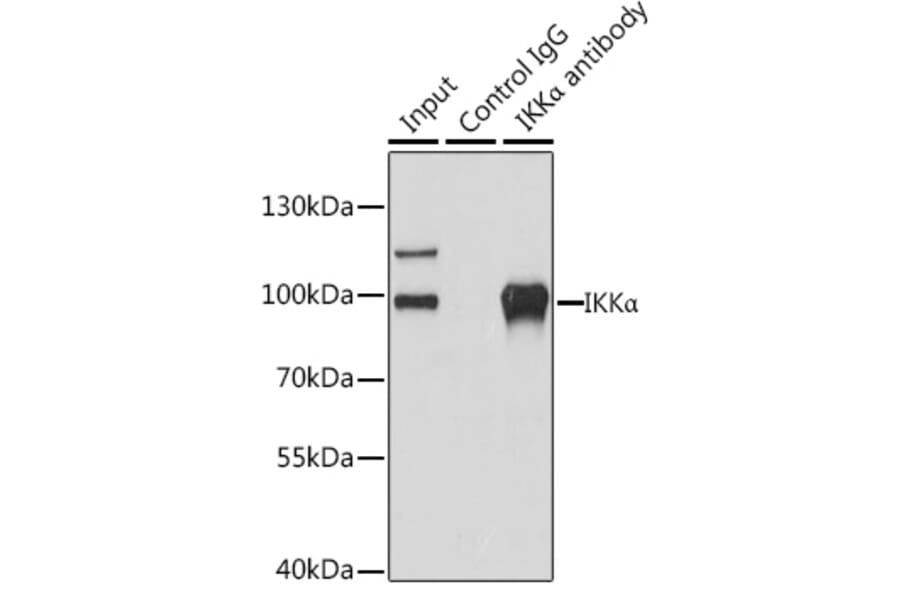 Western Blot - Anti-IKK alpha Antibody (A11508) - Antibodies.com