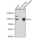 Western Blot - Anti-IKK alpha Antibody (A11508) - Antibodies.com