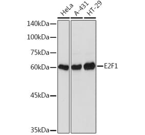 Western Blot - Anti-E2F1 Antibody (A11509) - Antibodies.com