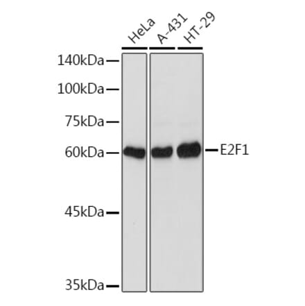 Western Blot - Anti-E2F1 Antibody (A11509) - Antibodies.com